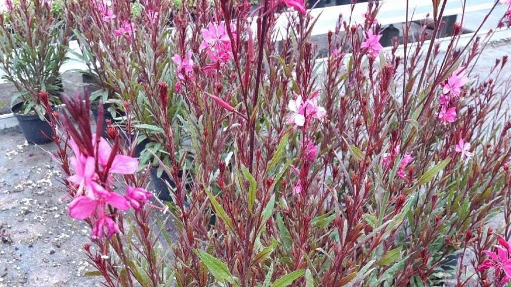 Blumen in Beet. (Foto: Robert Wotapek).