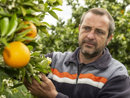 Orangen aus Valencia für <br> den Weltladen