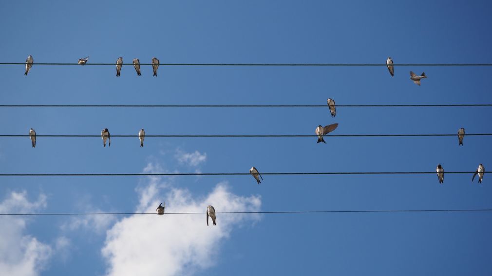 Vögel auf Stromleitungen. (Foto: Heidrun Schlögl)