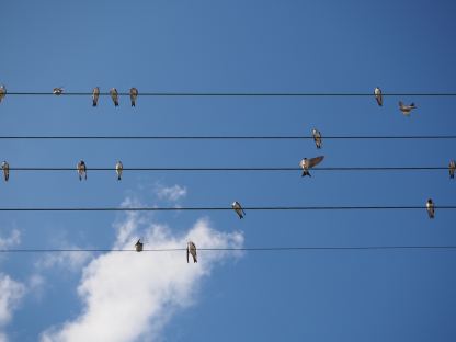 Vögel auf Stromleitungen. (Foto: Heidrun Schlögl)