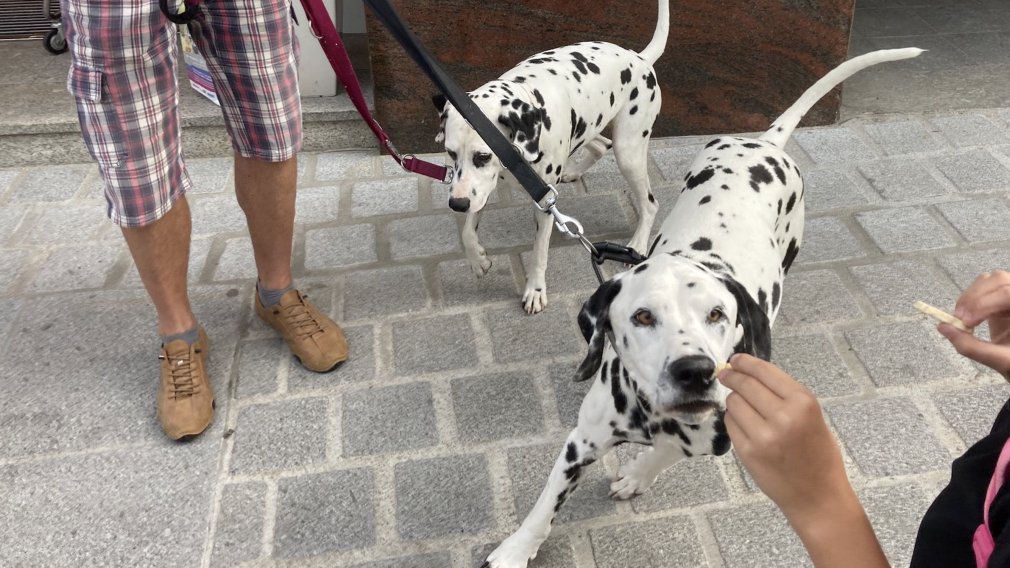 Matthias Stadler mit Schäferhund (Foto: Stadt St. Pölten)