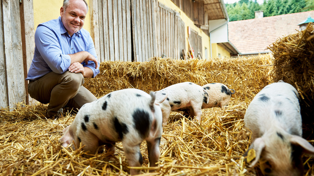 Der Landwirt sitzt im Stell bei seinen Schweinen. Foto: Josef Kranawetter