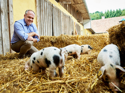 Der Landwirt sitzt im Stell bei seinen Schweinen. Foto: Josef Kranawetter
