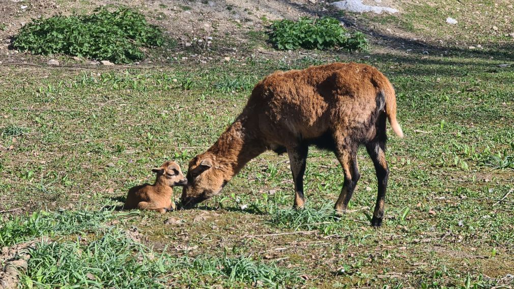 Das kleine Lamm mit seiner Mutter. (Foto: Corina Muzatko)