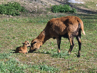 Das kleine Lamm mit seiner Mutter. (Foto: Corina Muzatko)