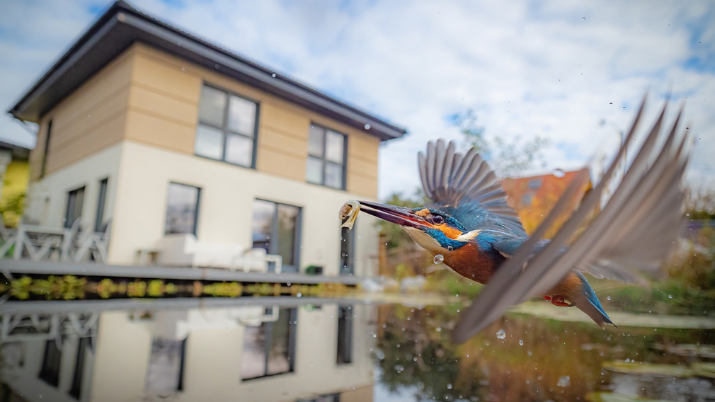 Ein Eisvogel bei einem Teich in einem Garten in St. Pölten. (Foto: Benedikt Reisner)