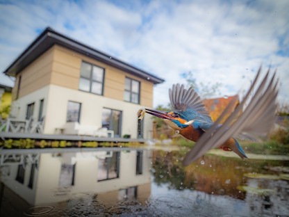 Ein Eisvogel bei einem Teich in einem Garten in St. Pölten. (Foto: Benedikt Reisner)