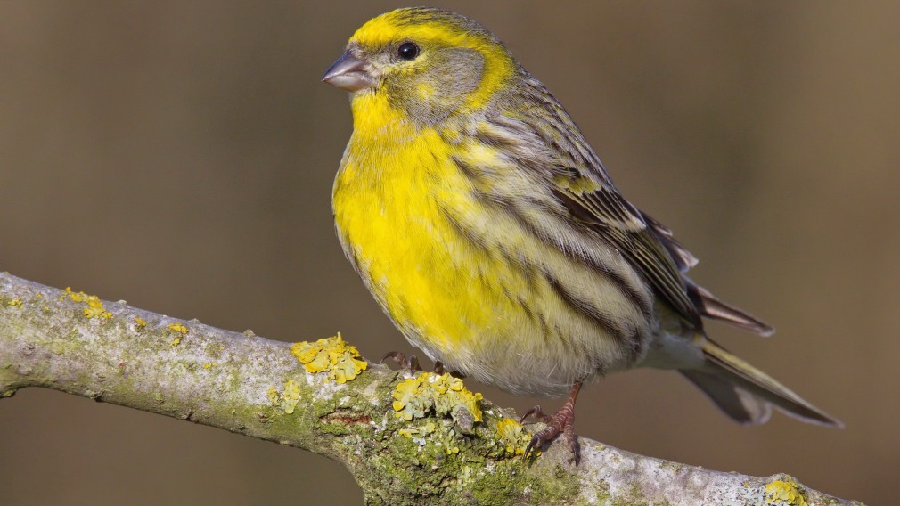 Girlitz (Vogelart) auf einem Ast sitzend. (Foto: Wolfgang Schweighofer)