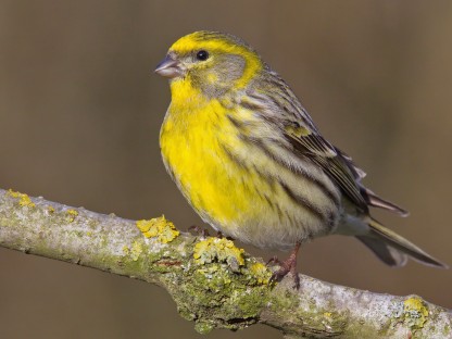 Girlitz (Vogelart) auf einem Ast sitzend. (Foto: Wolfgang Schweighofer)