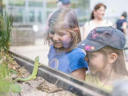 Zwei Kinder beobachten eine Smaragdeidechse in einem Outdoor-Terrarium im Museumsgarten. Foto: Daniel Hinterramskogler