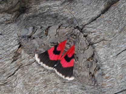 Nachtfalter Weidenkarmin, Catocala electa auf Baumrinde. (Foto: G. Rotheneder).
