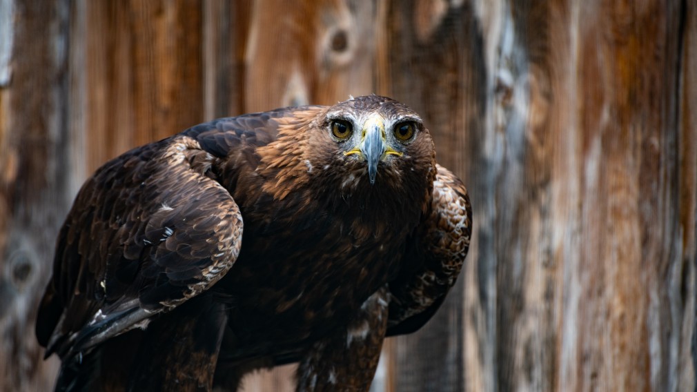 Ein  auf einem Holzstück sitzender Adler blickt direkt in die Kamera.