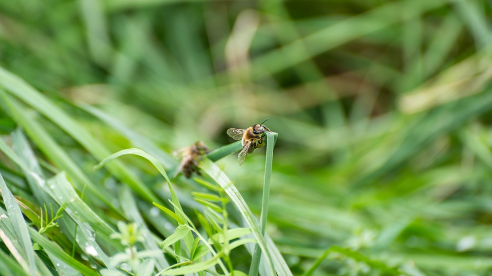 Eine Biene die Rgentropfen trinkt, die an einem Grashalm hängen. (Foto: Arman Kalteis)
