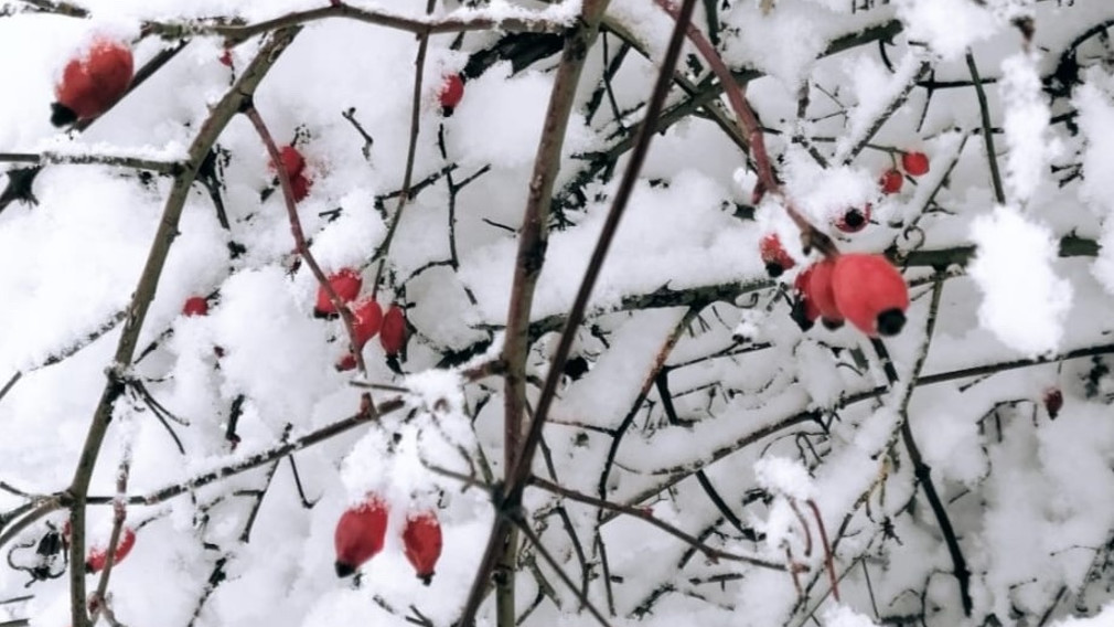 Schneebedeckte Hagebuttenrosen. (Foto: GTM Daniel Brandtner)