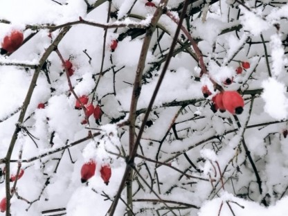 Schneebedeckte Hagebuttenrosen. (Foto: GTM Daniel Brandtner)