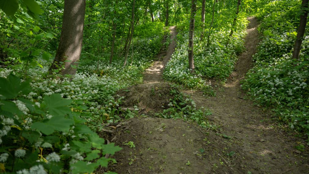 Für die Errichtung der Rampen wurde viel Erde umgewälzt, wodurch der Hochwasserschutzdamm beschädigt wurde. (Foto: Arman Kalteis)