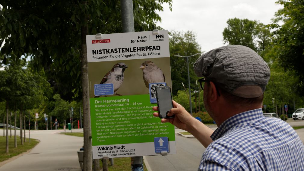 QR-Code mit dem Handy scannen und mehr über die Vögel in der Stadt erfahren. (Foto: NÖ Museum Betriebs GmbH)