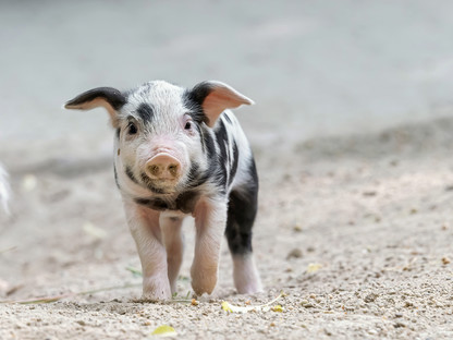 Promi-Schweinderl aus Radlberg