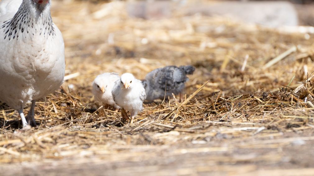 Die Küken erkunden gemeinsam mit ihrer Mutter das Gehege. (Foto: Arman Kalteis)