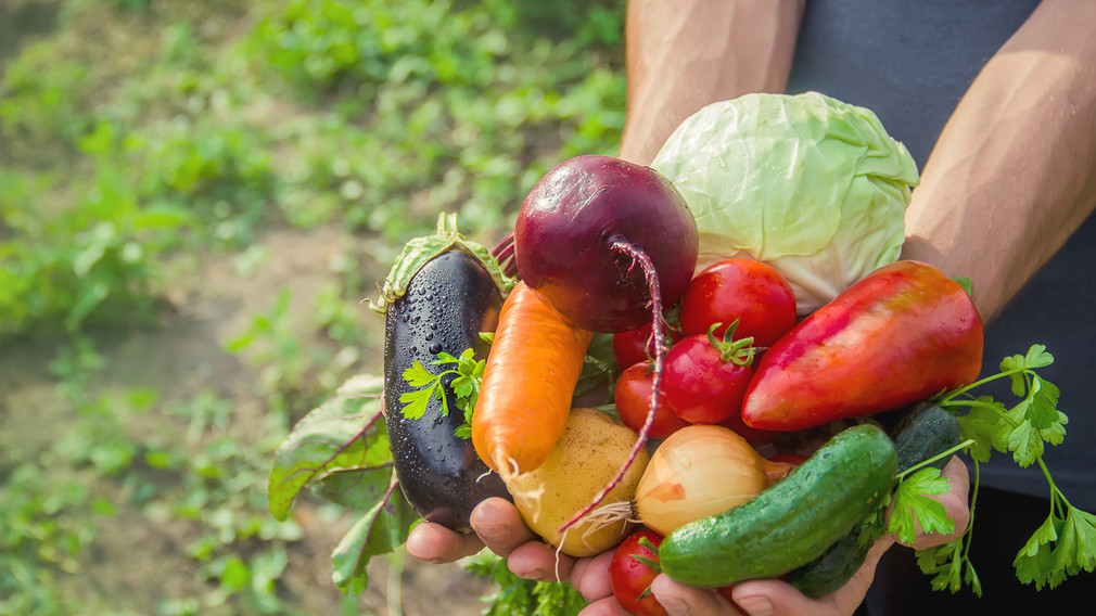 Eine Person hält frisches Gemüse in den Händen. (Foto: 2020 Tatevosian Yana/shutterstock)