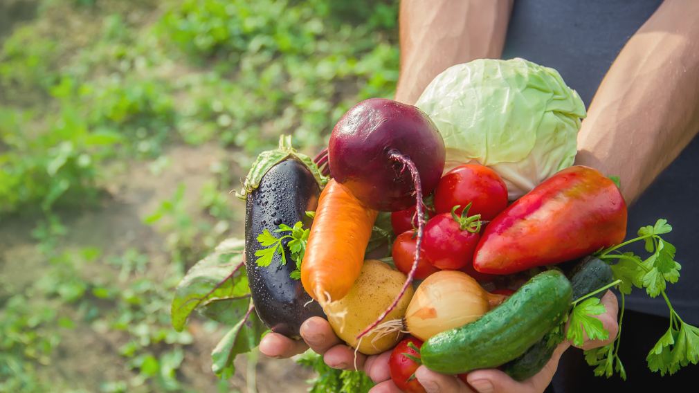 Eine Person hält frisches Gemüse in den Händen. (Foto: 2020 Tatevosian Yana/shutterstock)