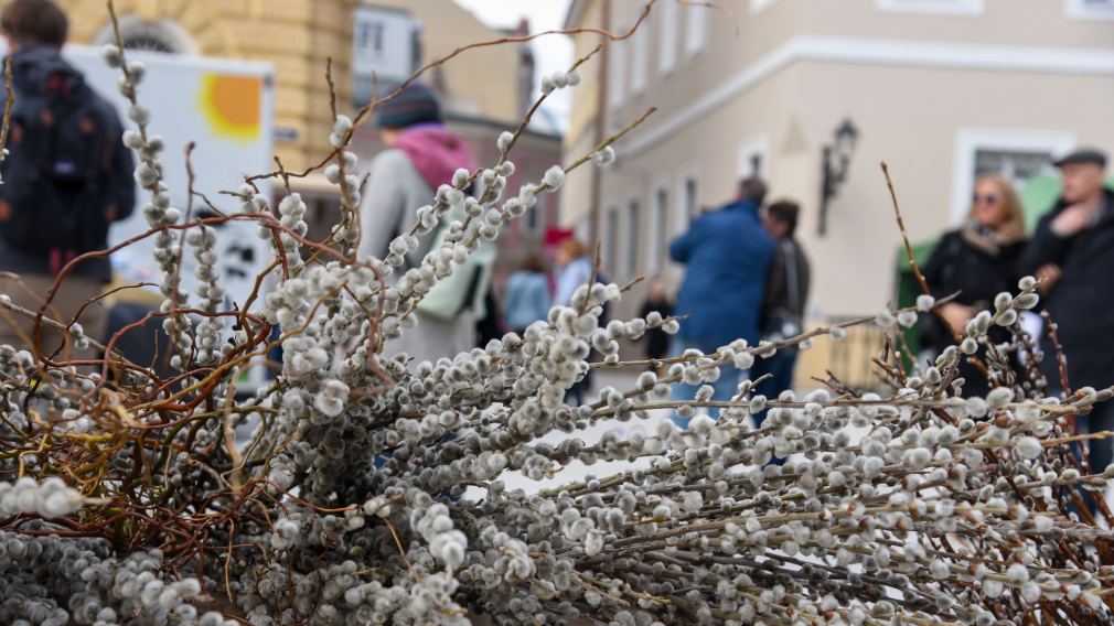 Palmkatzerl (Foto: Gerhard Mader)