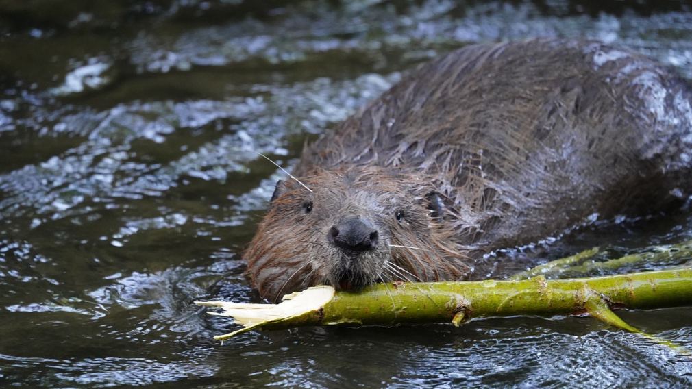 Biber im Wasser mit einem Stock zwischen den Zähnen. (Foto: Pixabay | ralf82)