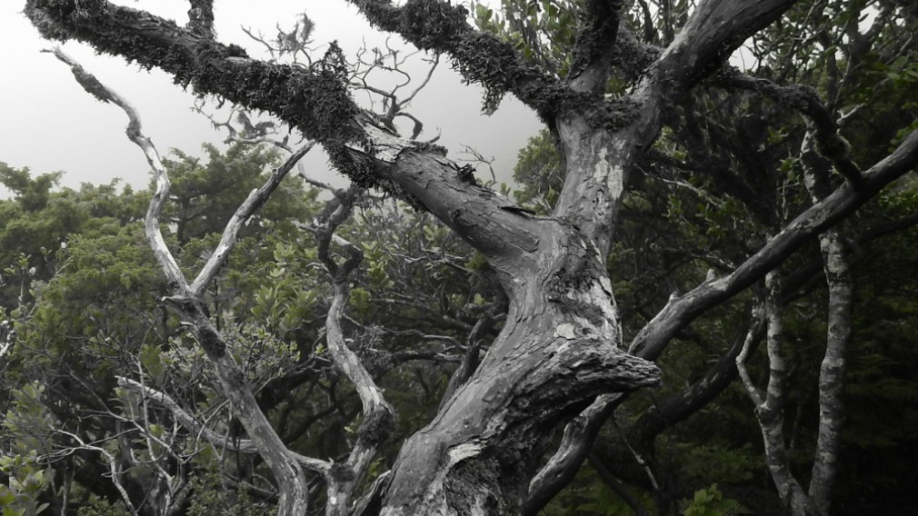 Ein knorriger Baum fast ohne Blätter wächst über den Bildrand hinaus. Im Hintergrund dominiert der Wald. (Foto: Gerhard Hallstatt)