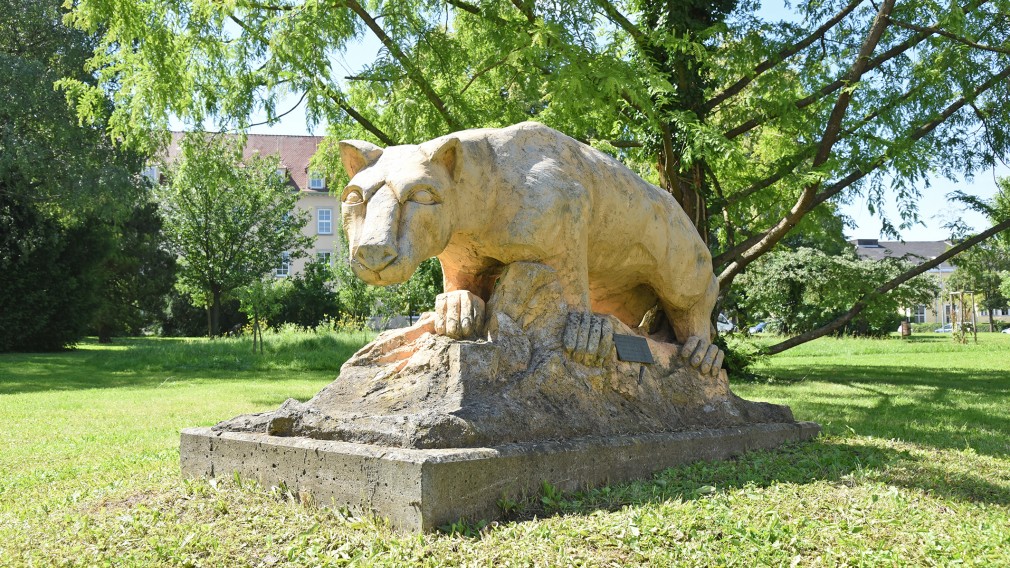 Altoona-Puma im Altoona-Park in St. Pölten. (Foto: Josef Vorlaufer)