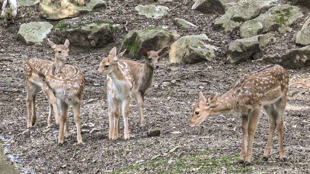 Die fünf jungen Damwild-Kälber erkunden das Gehege im Stadtwald. (Foto: Josef Vorlaufer)