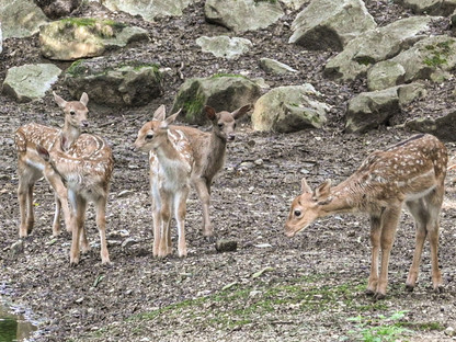 Die fünf jungen Damwild-Kälber erkunden das Gehege im Stadtwald. (Foto: Josef Vorlaufer)