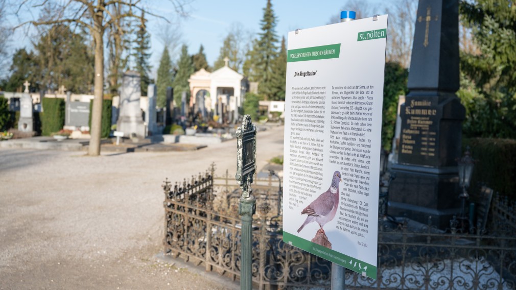 Eine Geschichte über Vögel auf einer Informationstafel am St. Pöltner Hauptfriedhof. Im Hintergrund sind Grabsteine zu sehen. (Foto: Arman Kalteis)