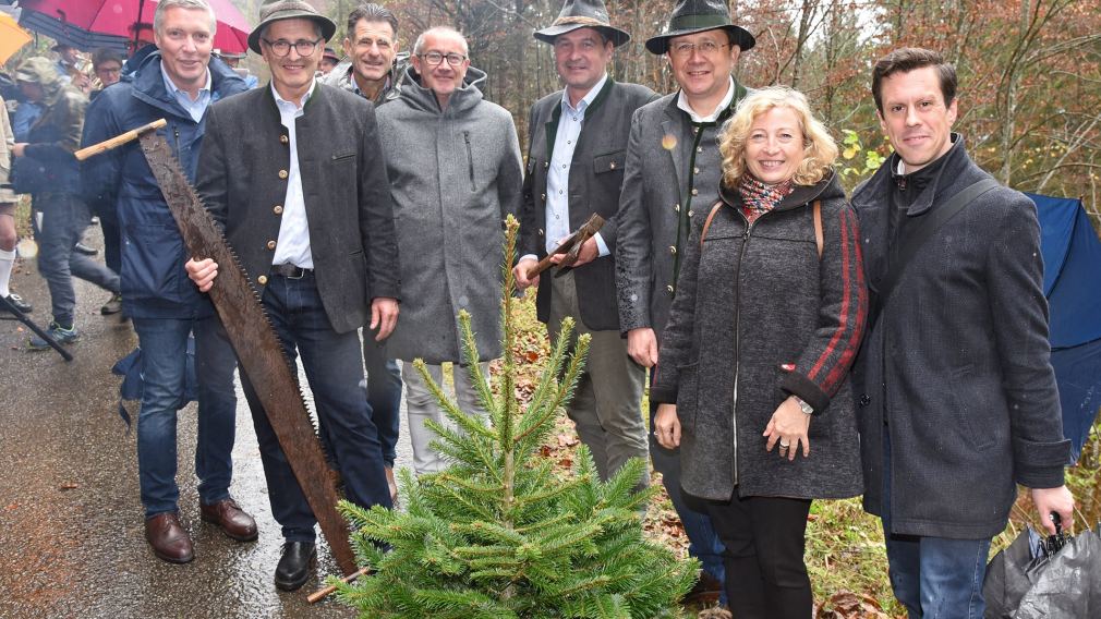 Der Christbaum am Rathausplatz wurde am 4. November aus Lunz am See abgeholt. (Foto: Josef Vorlaufer)