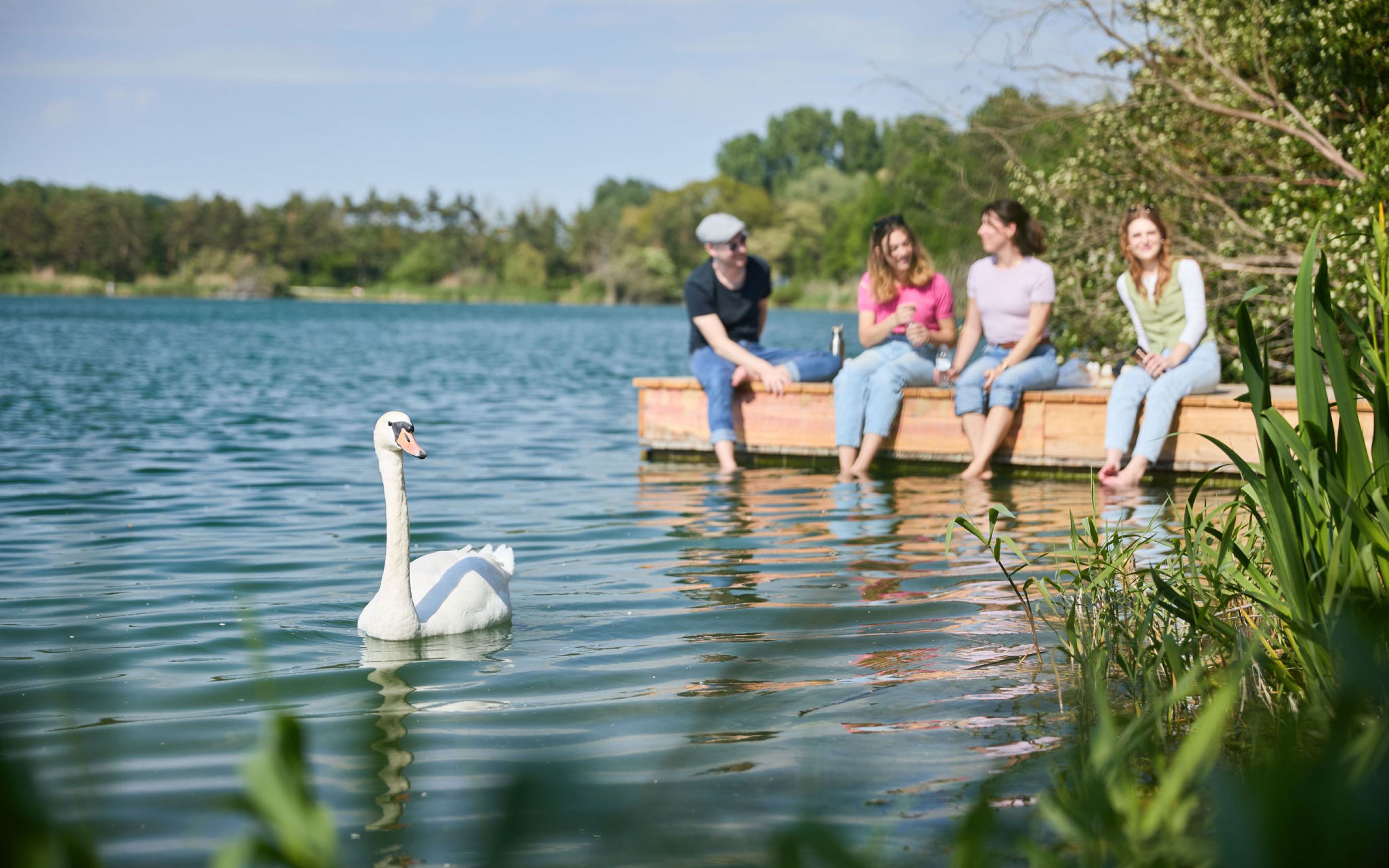Schwan und junge Menschen am Steg vom Viehofner See (Foto: Rupert Pessl)