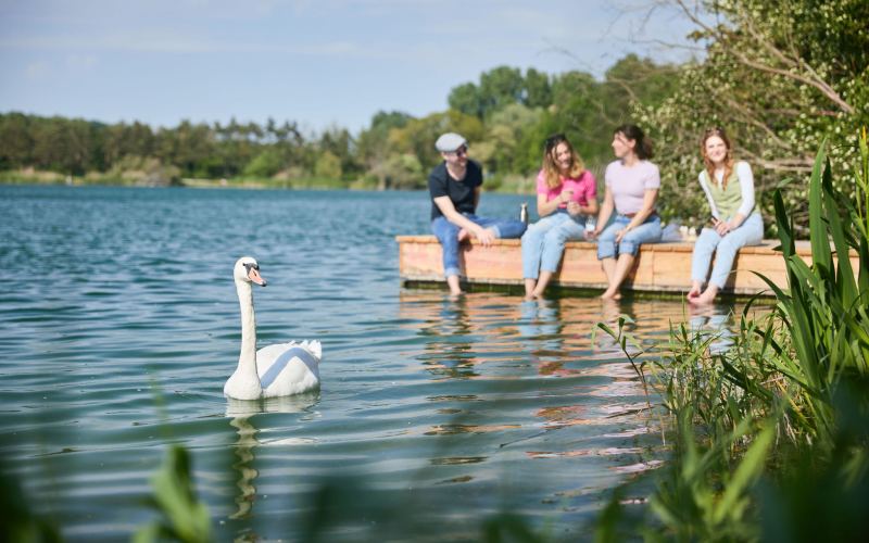 Schwan und junge Menschen am Steg vom Viehofner See (Foto: Rupert Pessl)