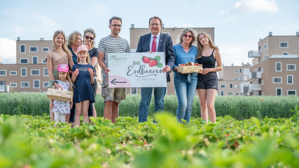 Bei seinen Produkten setzt der Familienbetrieb Petschko-Eibel ausschließliche auf Bio. Bürgermeister Matthias Stadler konnte sich selbst von der Qualität der schmackhaften und saftigen Erdbeeren überzeugen. (Foto: Arman Kalteis)