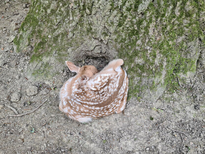 Tierischer Nachwuchs im Stadtwald