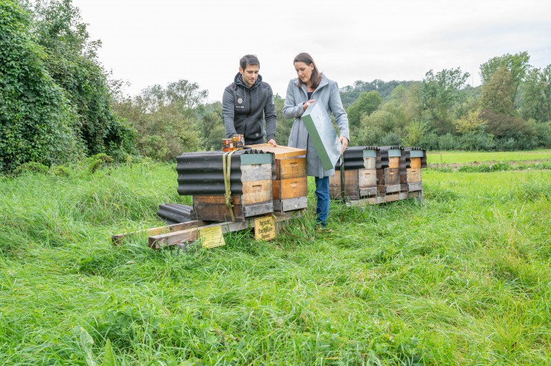 sk11 47 Blumenwiesen und Bienen 1