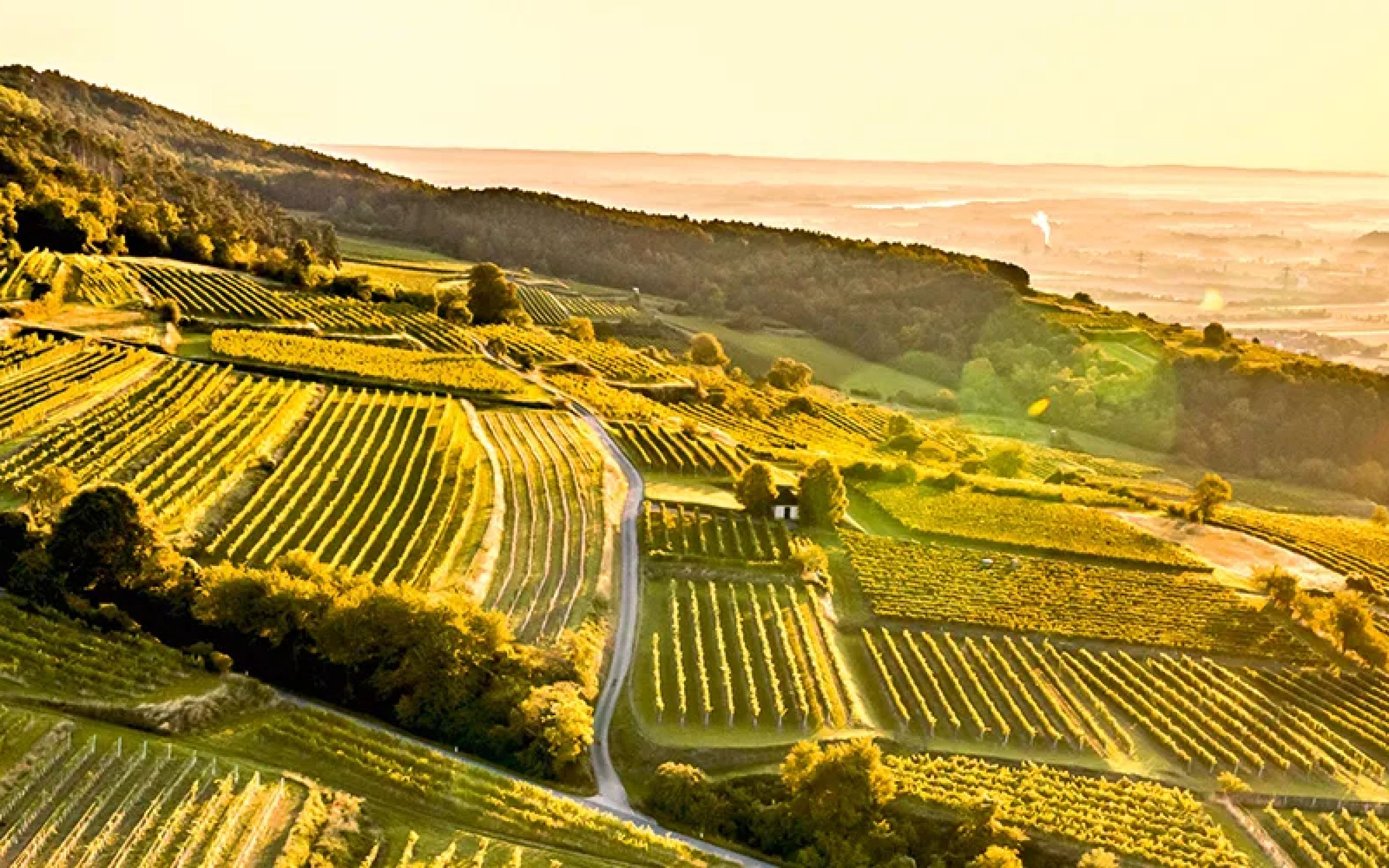 Weinhügel im Sonnenschein (Foto: ÖWM/Robert Herbst)