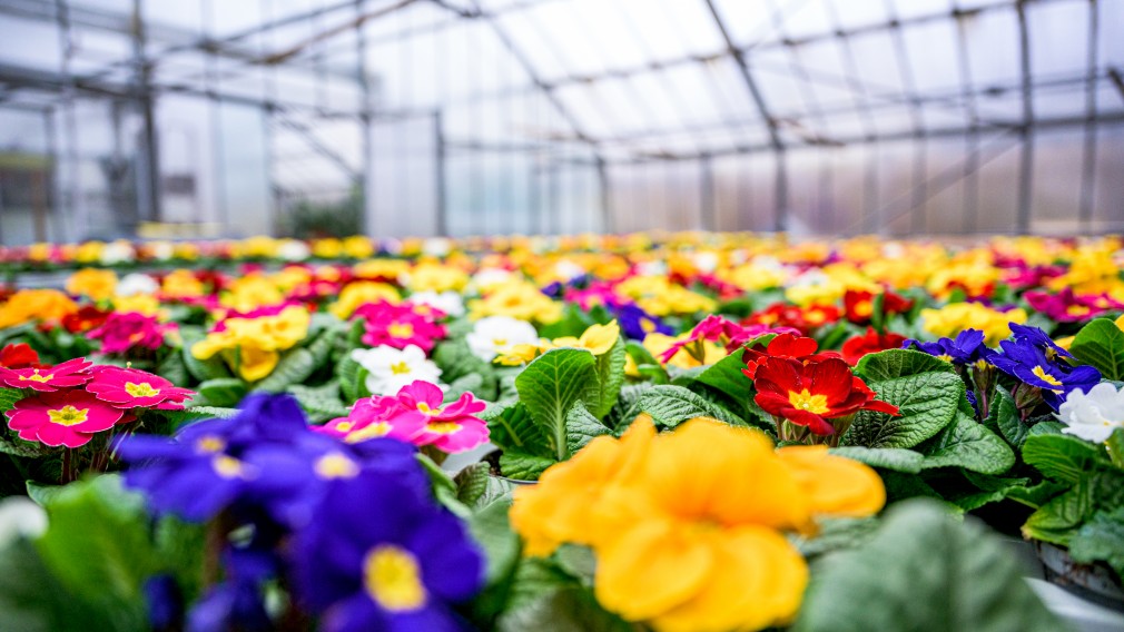 Hunderte Jungpflanzen in einem Glashaus der Stadtgärtnerei blühen bereits und bieten ein farbenfrohes Spektakel.