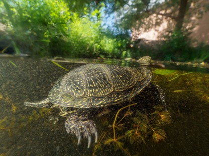 Eine Europäische Sumpfschildkröte schwimmt im Wasser. Auf dem Foto ist sowohl der Bereich unter als auch ober der Wasseroberfläche zu sehen. (Foto: Benedikt Reisner)  