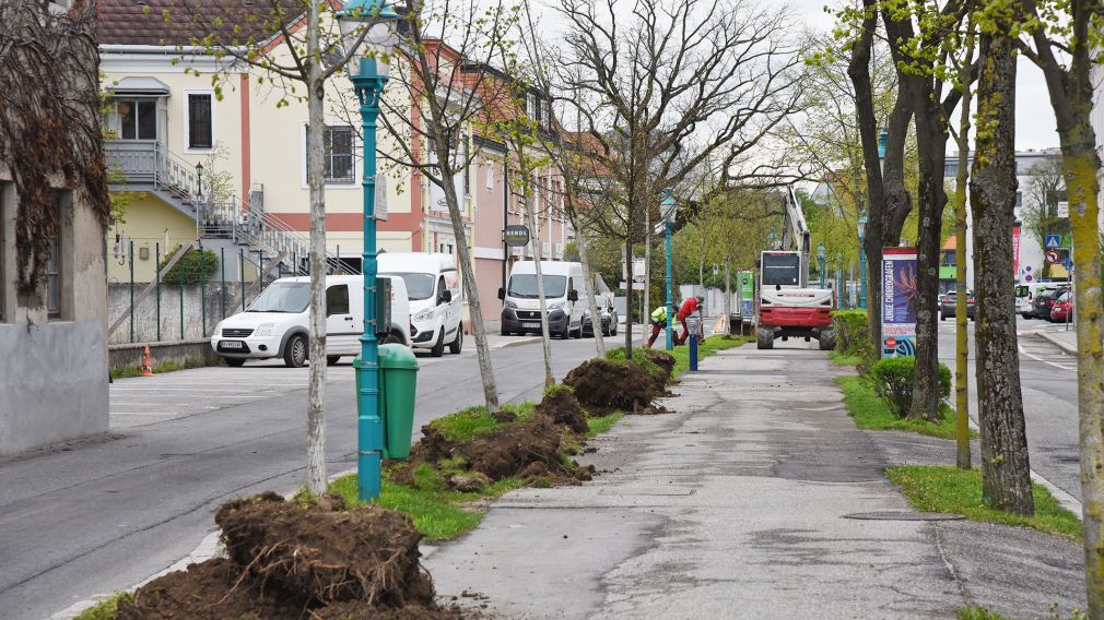 Über 20 Bäume am Promenadenring werden umgesiedelt. (Foto: Josef Vorlaufer)