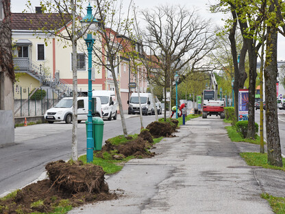 Über 20 Bäume am Promenadenring werden umgesiedelt. (Foto: Josef Vorlaufer)