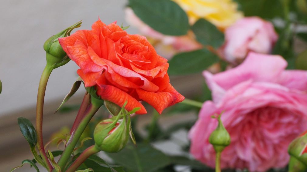 Rosen in allen Formen und Farben können beim Rosenmarkt am 21. Mai bestaunt und gekauft werden. (Foto: Rlebnisreich)