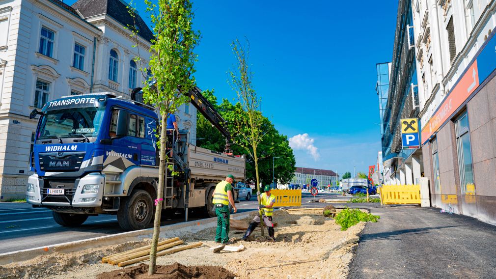 Zwei Arbeiter der Firma HAAS Garten-, Dach- und Landschaftsbau GmbH beim Pflanzen eines Rot-Ahorn-Baumes in der Linzerstraße.(Foto: Arman Kalteis)