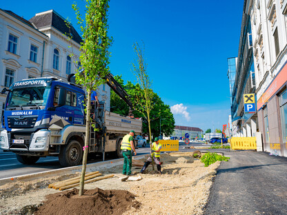 Zwei Arbeiter der Firma HAAS Garten-, Dach- und Landschaftsbau GmbH beim Pflanzen eines Rot-Ahorn-Baumes in der Linzerstraße.(Foto: Arman Kalteis)
