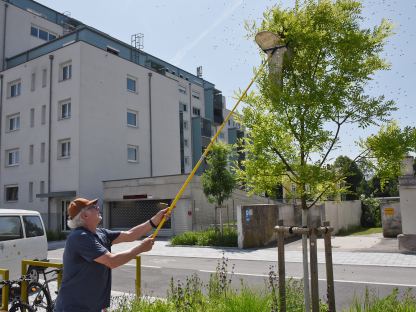 Imker Tanzberger beim Einfangen der Bienen am Promenadenring. (Foto: Josef Vorlaufer)