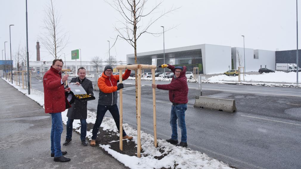 Bürgermeister Matthias Stadler, Michael Bachel von den städtischen Betrieben, Baudirektor Wolfgang Lengauer und Leiter der Stadtgärtnerei Robert Wotapek bei den neuen Birken im Süden der Stadt. (Foto: Josef Vorlaufer)