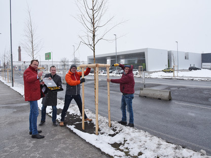 Bürgermeister Matthias Stadler, Michael Bachel von den städtischen Betrieben, Baudirektor Wolfgang Lengauer und Leiter der Stadtgärtnerei Robert Wotapek bei den neuen Birken im Süden der Stadt. (Foto: Josef Vorlaufer)
