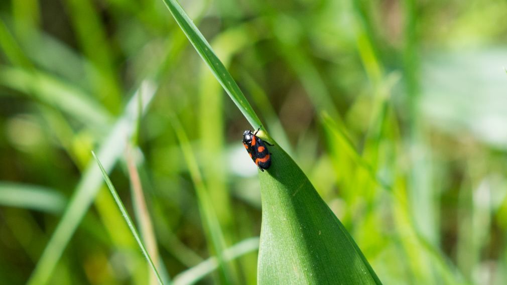 Das Foto zeigt einen Käfer auf einem Grashalm. (Foto: Christian Kolb)